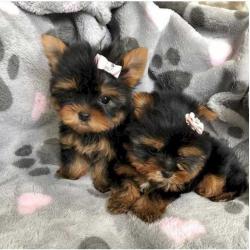 Loving Tea Cup Yorkie Puppies